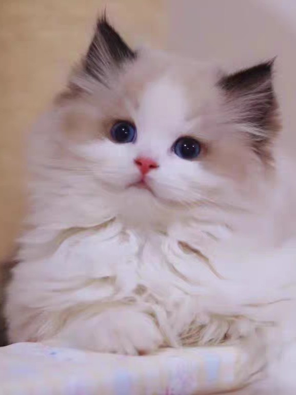 布偶小猫咪低价出售